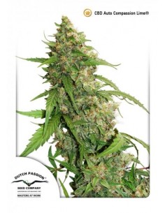 DUTCH PASSION - CBD AUTO COMPASSION LIME - 7 SEMI