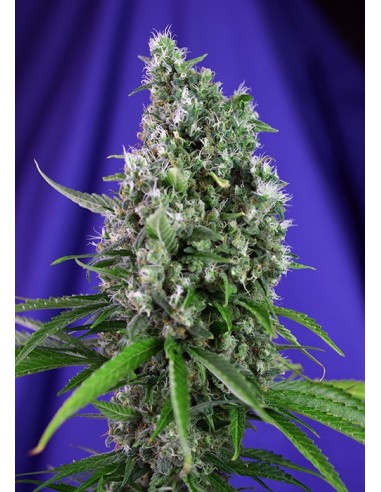 Sweet Seeds - Sweet Trainwreck Auto - 3 Semi + 1 Gratis