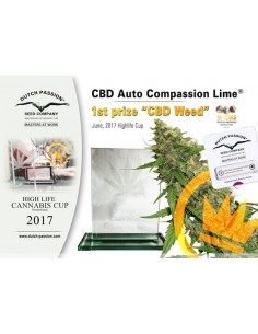 DUTCH PASSION - CBD AUTO COMPASSION LIME - 7 SEMI 2