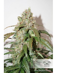 DUTCH PASSION - CBD AUTO WHITE WIDOW - 3 SEMI 2