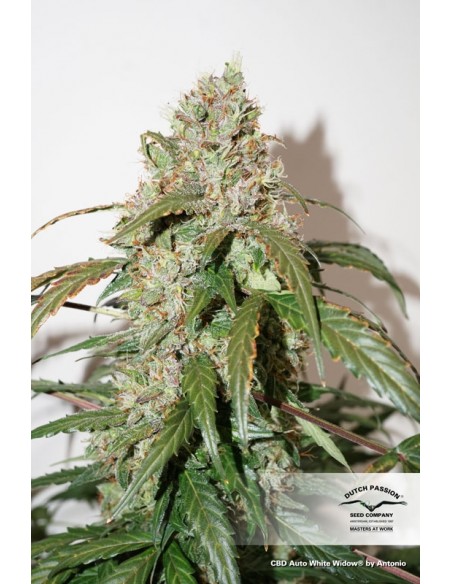 DUTCH PASSION - CBD AUTO WHITE WIDOW - 3 SEMI