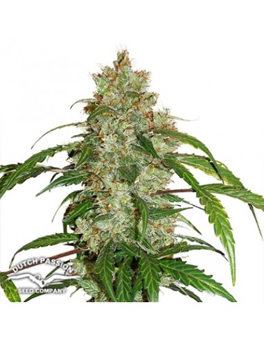 DUTCH PASSION - CBD AUTO WHITE WIDOW - 3 SEMI