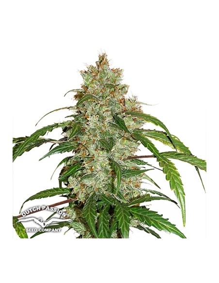 DUTCH PASSION - CBD AUTO WHITE WIDOW - 3 SEMI