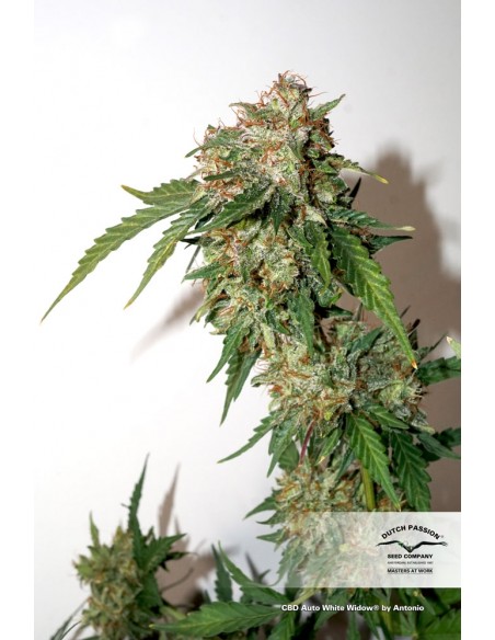 DUTCH PASSION - CBD AUTO WHITE WIDOW - 7 SEMI DUTCH PASSION - CBD AUTO WHITE WIDOW - 7 SEMI