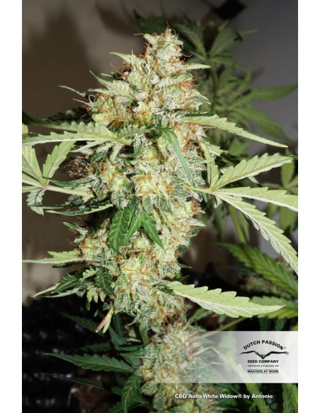 DUTCH PASSION - CBD AUTO WHITE WIDOW - 7 SEMI DUTCH PASSION - CBD AUTO WHITE WIDOW - 7 SEMI