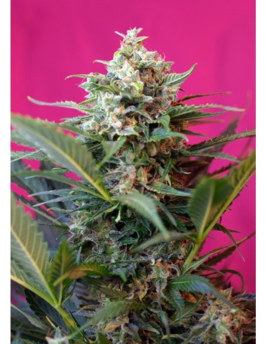 Sweet Seeds - Big Devil XL Auto - 3 Semi + 1 Gratis