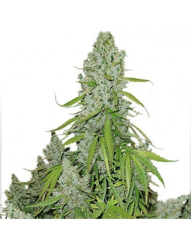 DUTCH PASSION - THINK BIG AUTO - 3 SEMI