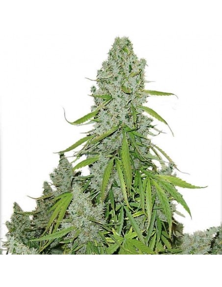 DUTCH PASSION - THINK BIG AUTO - 3 SEMI