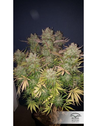 DUTCH PASSION - THINK BIG AUTO - 3 SEMI