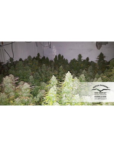 Dutch Passion - Think Big - 7 Semi Auto