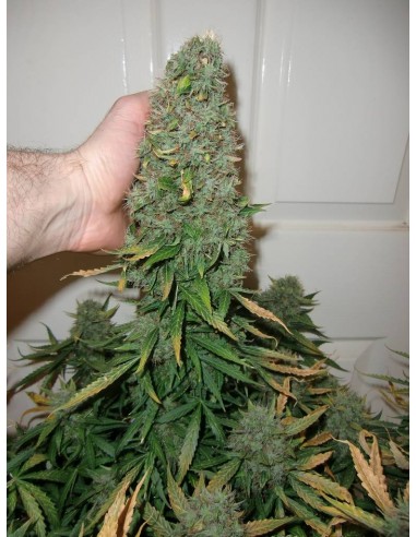 Dutch Passion - Think Different - 3 Semi Auto