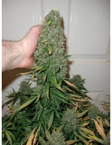 Dutch Passion - Think Different - 3 Semi Auto