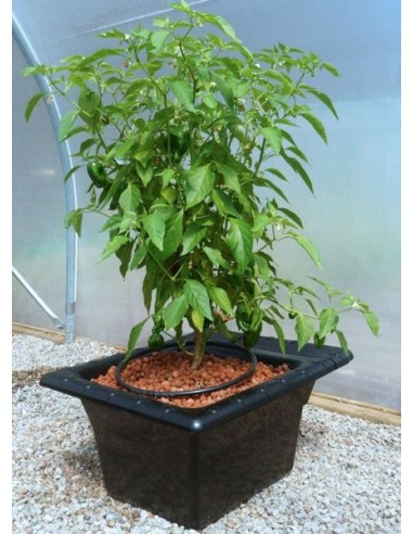 NUTRICULTURE FLO GRO 500 - 17L sistema idroponico da 1 o 4 piante idroponica