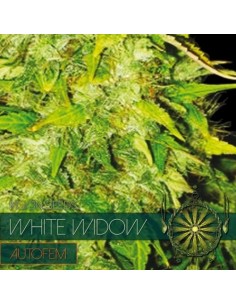 VISION SEEDS
