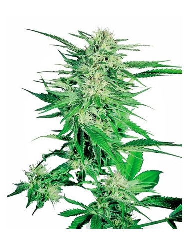 SENSI SEEDS - BIG BUD FEMMINIZZATA - 3 SEMI