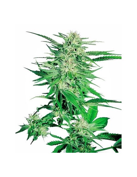 SENSI SEEDS - BIG BUD FEMMINIZZATA - 5 SEMI