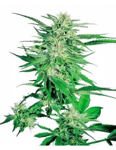 SENSI SEEDS - BIG BUD FEMMINIZZATA - 10 SEMI