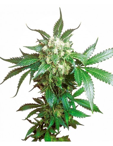 SENSI SEEDS - BLACK DOMINA FEMMINIZZATA - 10 SEMI