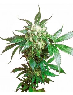 Sensi Seeds Black Domina 5 Semi Fem