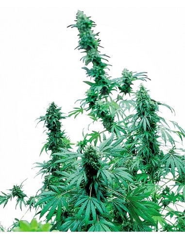 SENSI SEEDS - EARLY SKUNK FEMMINIZZATA - 3 SEMI