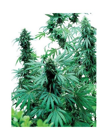 SENSI SEEDS - EARLY SKUNK FEMMINIZZATA - 3 SEMI