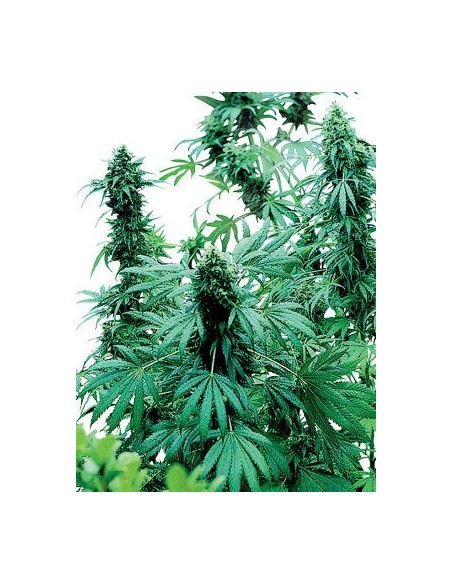 SENSI SEEDS - EARLY SKUNK FEMMINIZZATA - 5 SEMI