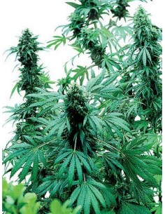 SENSI SEEDS - EARLY SKUNK FEMMINIZZATA - 10 SEMI