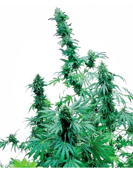 SENSI SEEDS - EARLY SKUNK FEMMINIZZATA - 25 SEMI
