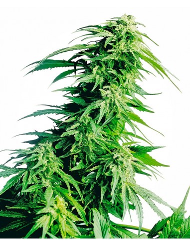 SENSI SEEDS - HINDU KUSH FEMMINIZZATA - 5 SEMI