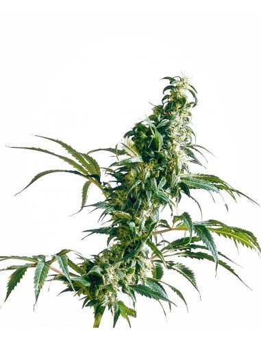 SENSI SEEDS - MEXICAN SATIVA FEMMINIZZATA - REDUX SERIES - 3 SEMI