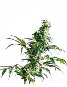 SENSI SEEDS - MEXICAN SATIVA FEMMINIZZATA - REDUX SERIES - 5 SEMI