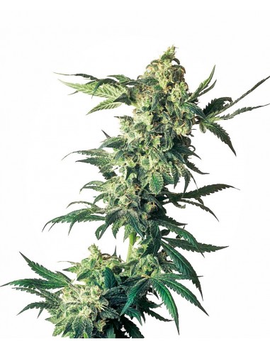 SENSI SEEDS - NORTHERN LIGHTS FEMMINIZZATA - 10 SEMI