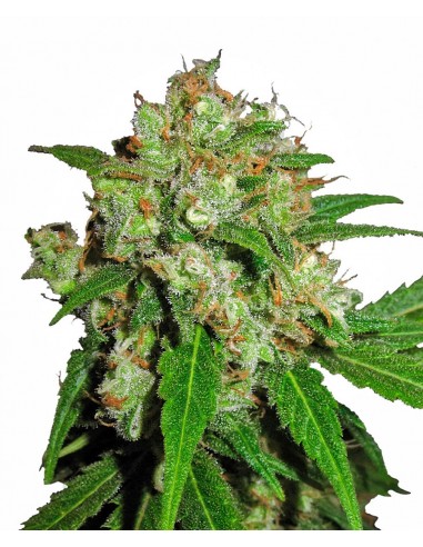 SENSI SEEDS - SENSI SKUNK FEMMINIZZATA - 3 SEMI