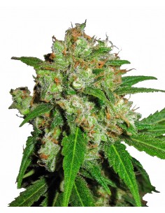 SENSI SEEDS - SENSI SKUNK FEMMINIZZATA - 10 SEMI
