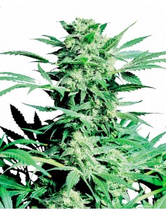 SENSI SEEDS - SHIVA SKUNK FEMMINIZZATA - 3 SEMI