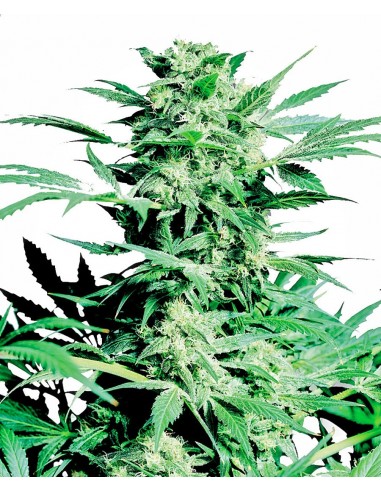 SENSI SEEDS - SHIVA SKUNK FEMMINIZZATA - 3 SEMI