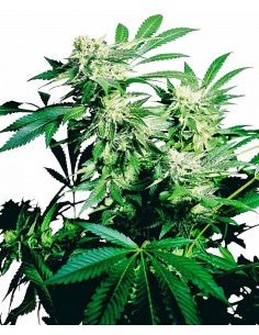 SENSI SEEDS - SKUNK KUSH FEMMINIZZATA - 3 SEMI
