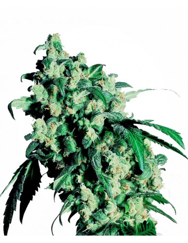 SENSI SEEDS - SUPER SKUNK FEMMINIZZATA - 3 SEMI