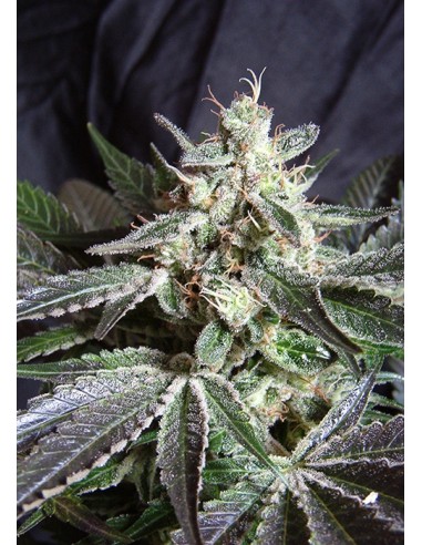 Sweet Seeds - Black Jack F1 Fast Version - 5 Semi + 2 Gratis