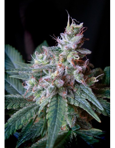 Sweet Seeds - Cream Caramel F1 Fast Version - 3 Semi + 1 Gratis