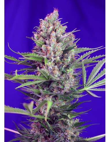 Sweet Seeds - Cream Mandarine F1 Fast Version - 5 Semi + 2 Gratis