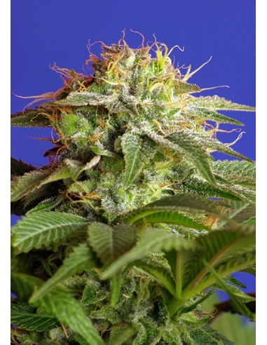 Sweet Seeds - Green Poison F1 Fast Version - 3 Semi + 1 Gratis