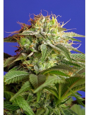 Sweet Seeds - Green Poison F1 Fast Version- 25 Semi