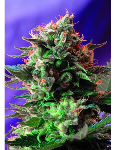 Sweet Seeds - Jack 47 F1 Fast Version - 3 Semi + 1 Gratis