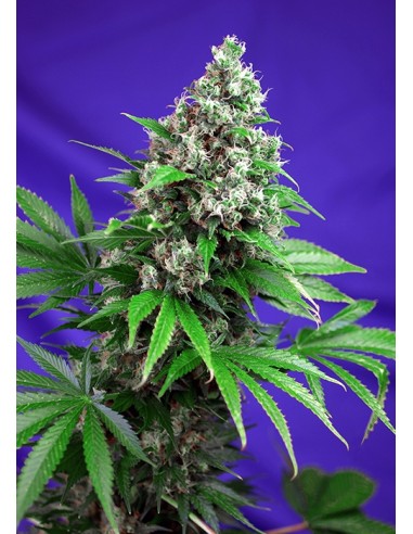 Sweet Seeds - Killer Kush F1 Fast Version - 3 Semi + 1 Gratis