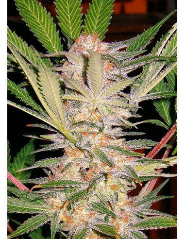Sweet Seeds - S.A.D Sweet Afgani Delicious F1 Fast Version - 3 Semi + 1 Gratis