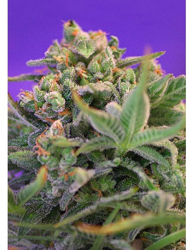 Sweet Seeds - Sweet Cheese F1 Fast Version - 25 Semi