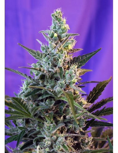 Sweet Seeds - Sweet Skunk F1 Fast Version - 100 Semi