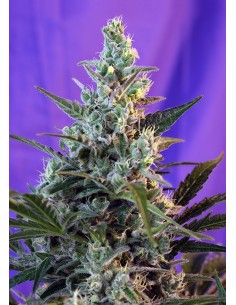 Sweet Seeds - Sweet Skunk F1 Fast Version - 5 Semi + 2 Gratis