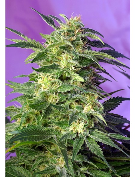 Sweet Seeds - Killer Kush Auto - 3 Semi + 1 Gratis